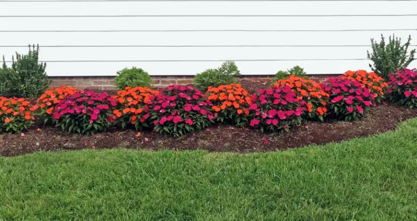 Choosing the Right Plants for Flower Bedding Success Rockwall, TX