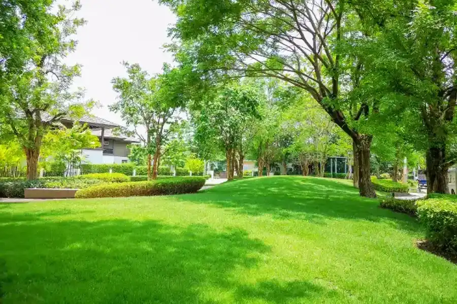 How Lawn Maintenance Prevents Weed Growth And Soil Erosion Rockwall, TX
