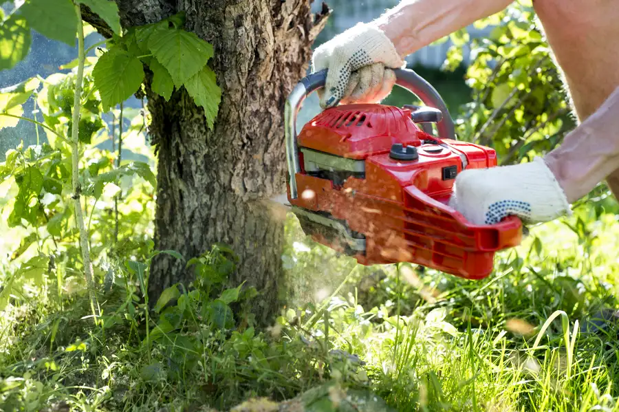 How Tree Removal Helps Maintain Landscape Aesthetics in Rockwall, TX