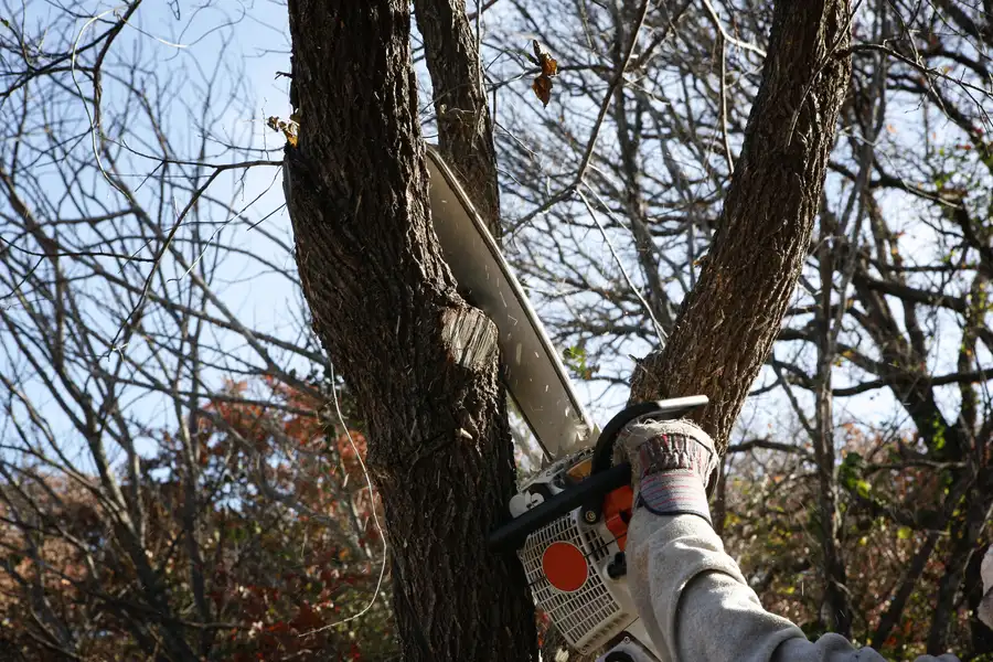 How Tree Removal Prevents Damage To Nearby Structures Rockwall, TX