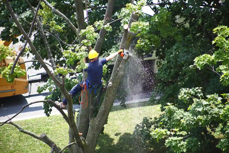 How Tree Removal Prevents Damage To Nearby Structures in Rockwall, TX