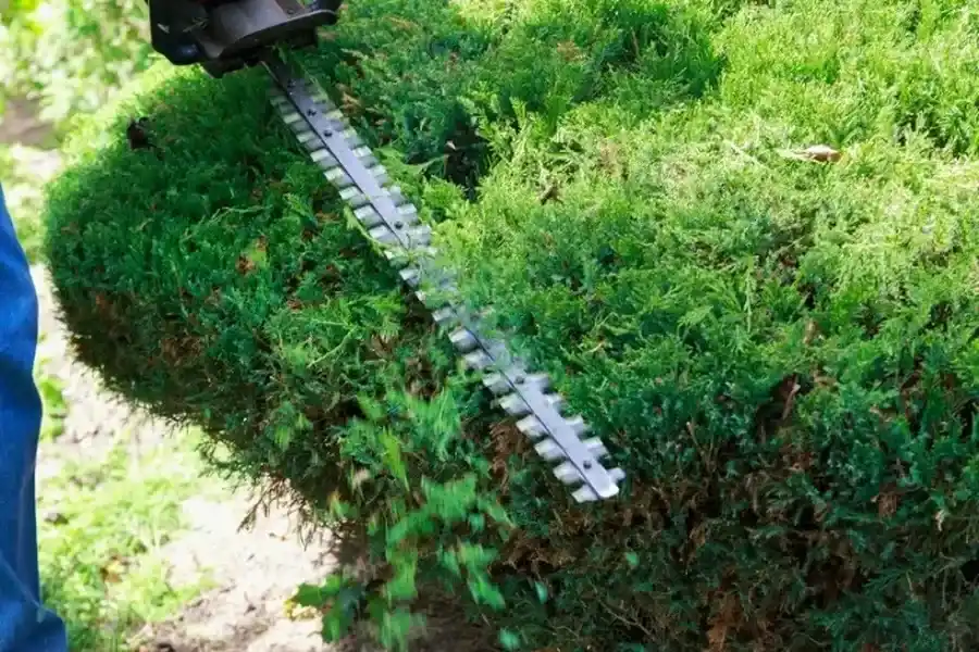 Reliable Bush Trimming Rockwall, TX