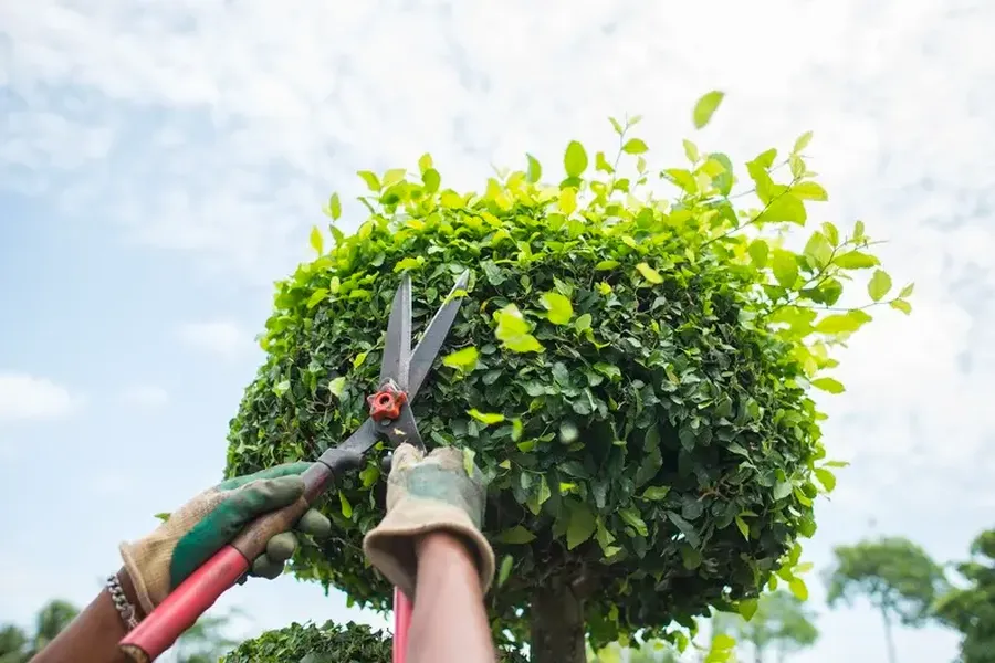 Should You Hire A Professional For Bush Trimming Services in Rockwall, TX