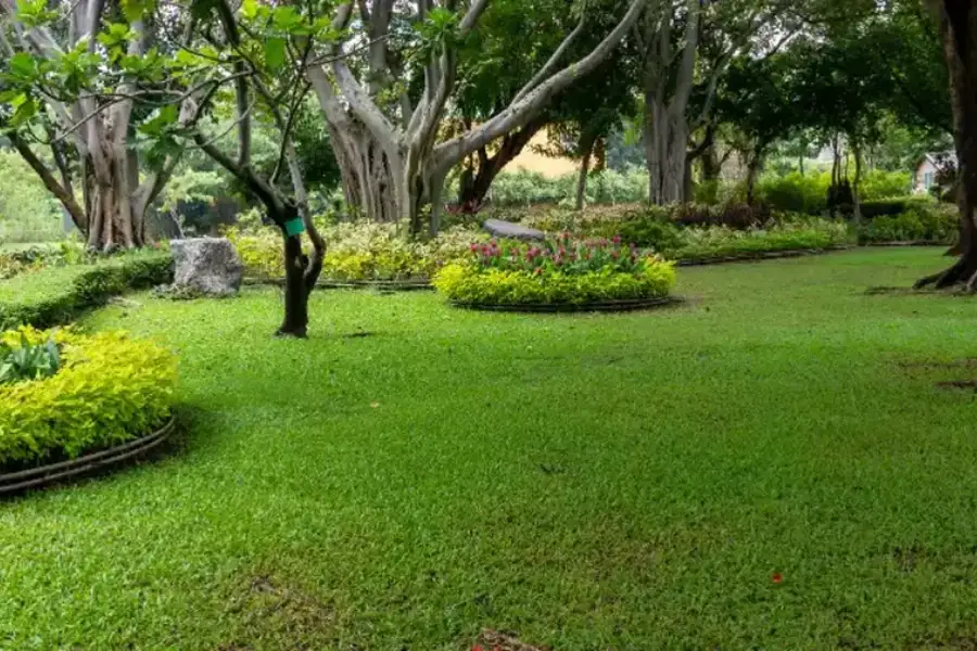 Understanding The Role Of Fertilization In Lawn Maintenance Rockwall, TX